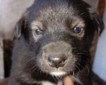 Собаки в Томске: Щенки в дар — 8 пушистых радостей 🐶 Бесплатно в добрые руки! Мальчик, Бесплатно - фото 2