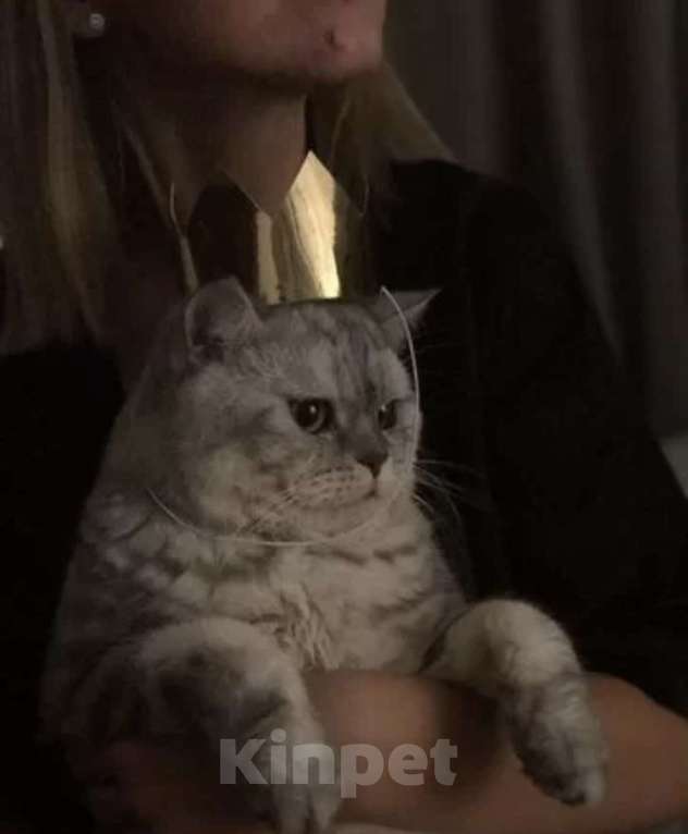 Кошки в Нижнем Новгороде: Породистый кот в добрые руки Мальчик, 1 руб. - фото 3