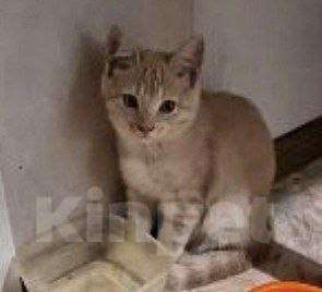 Кошки в Воронеже: Ласковый, игривый котенок в добрые руки Мальчик, Бесплатно - фото 2