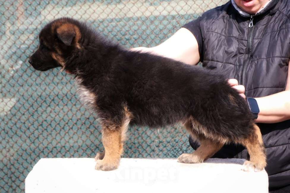 Собаки в Таганроге: Щенок немецкой овчарки Мальчик, Бесплатно - фото 4
