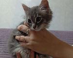 Кошки в Одинцово: Продам котенка Девочка, 7 000 руб. - фото 1