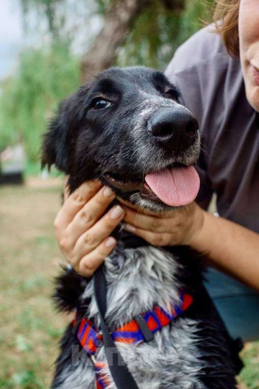 Собаки в Москве: ПО спасён в Грузии и ищет дом Мальчик, Бесплатно - фото 5