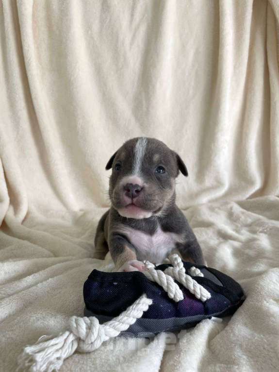 Собаки в Санкт-Петербурге: Щенок Американского булли sm_bulli Milan Мальчик, 150 000 руб. - фото 2