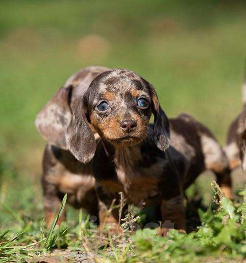 Собаки в Москве: Мраморная девочка Девочка, 130 000 руб. - фото 3