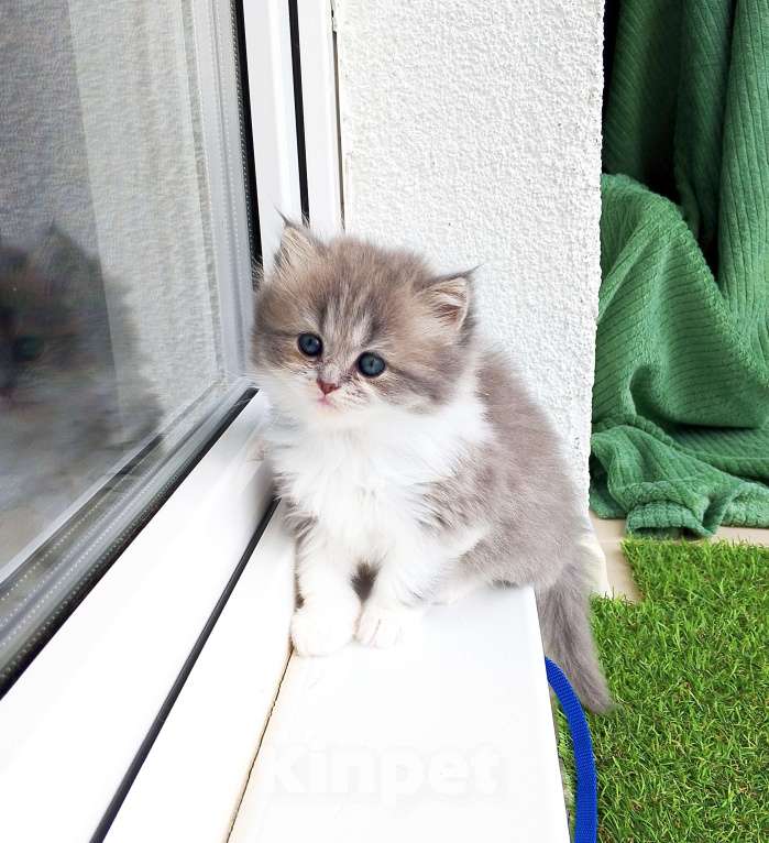 Кошки в Тюмени: Шотландские прямоухие Девочка, 12 000 руб. - фото 7