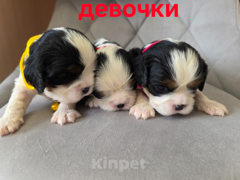 Собаки в Санкт-Петербурге: Кавалерчики Девочка, 50 000 руб. - фото 7