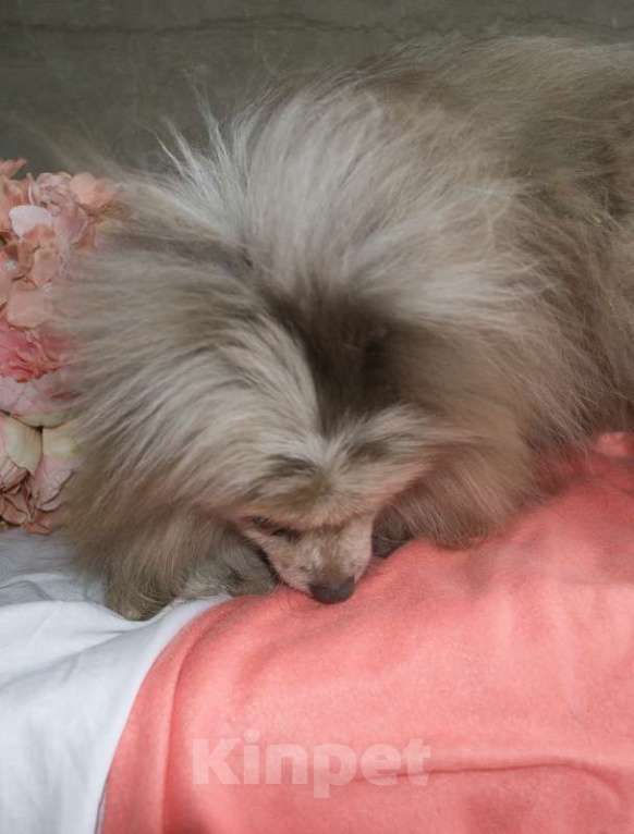 Собаки в Москве: Померанский шпиц окраса мерле Мальвина в добрые руки Девочка, Бесплатно - фото 3