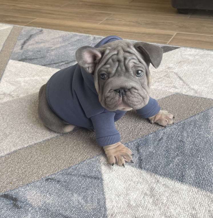 Собаки в других городах Воронежской области: Малыш Бигроп  Мальчик, 200 000 руб. - фото 8