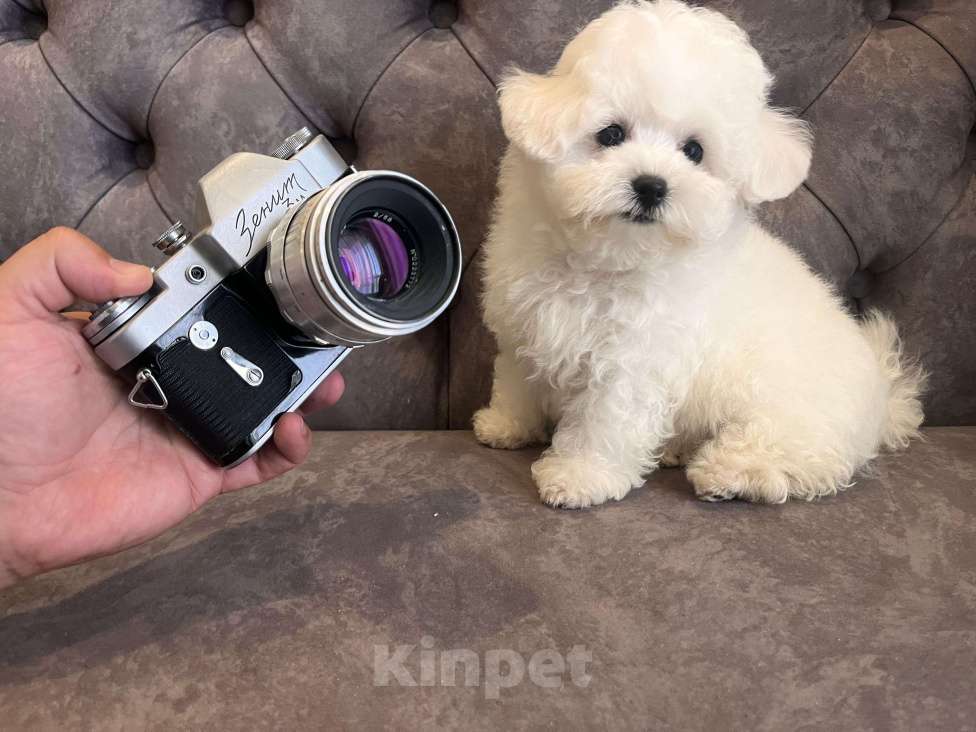 Собаки в Москве: Мини щенок Бишон-фризе Мальчик, 150 000 руб. - фото 2