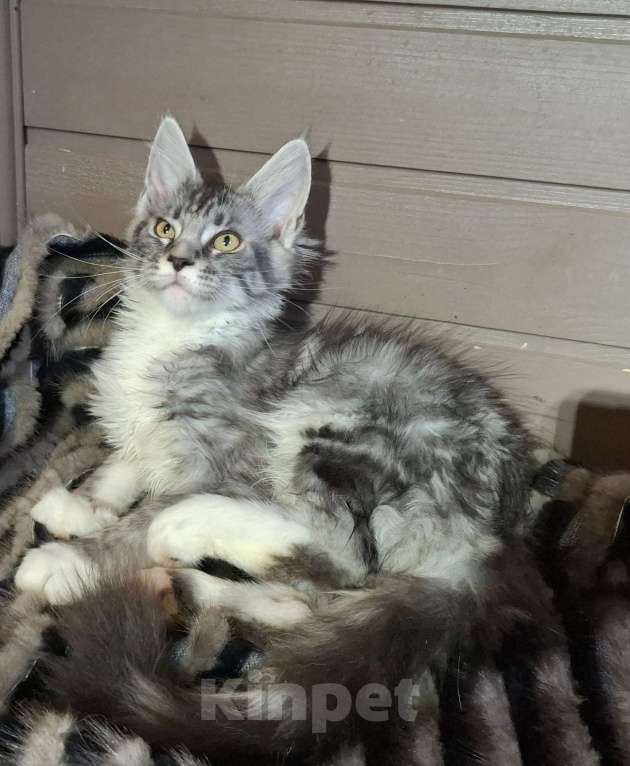 Кошки в Санкт-Петербурге: котята мейн кун Девочка, 40 руб. - фото 1