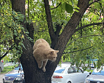 Кошки в Люберцах: Пропал кот Мальчик, 5 000 руб. - фото 5