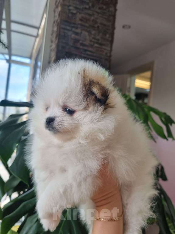 Собаки в Котельниково: Девочка  Девочка, 60 000 руб. - фото 2