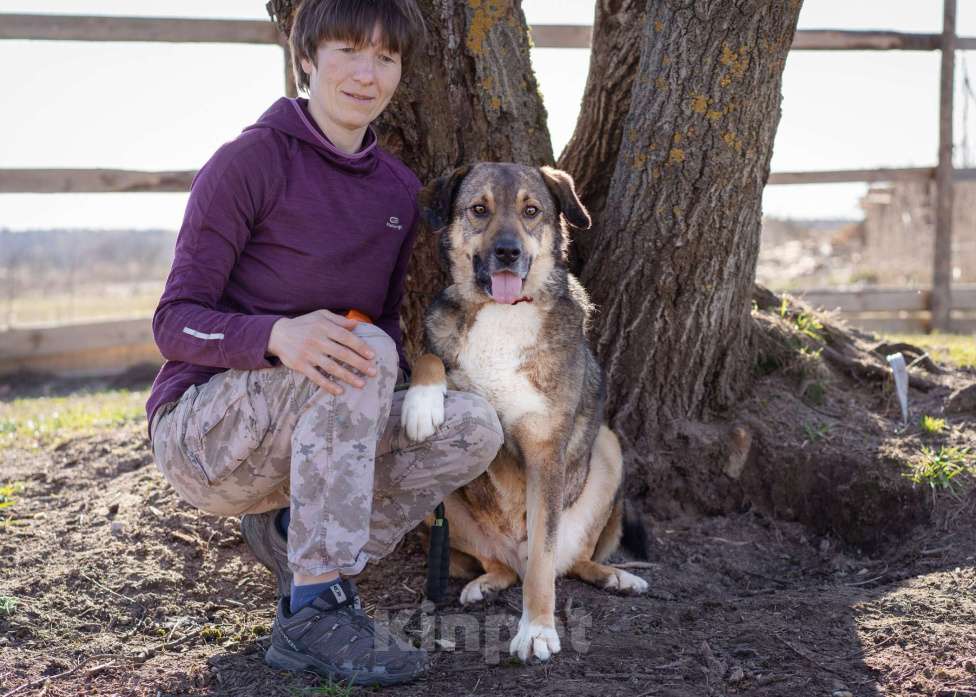 Собаки в Москве: Собака-компаньон в поисках семьи Мальчик, Бесплатно - фото 10