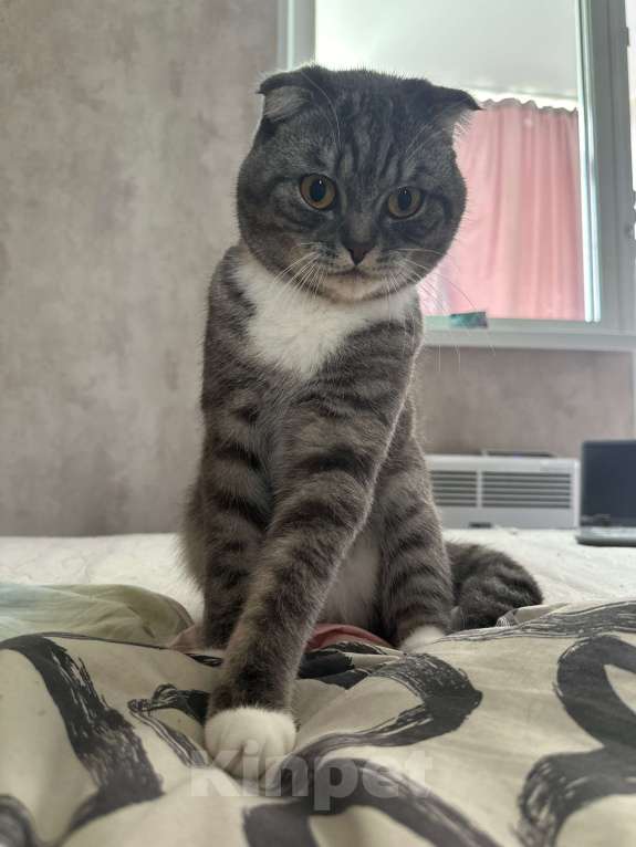 Кошки в Сургуте: ПОТЕРЯЛСЯ КОТ !  Мальчик, 5 000 руб. - фото 3