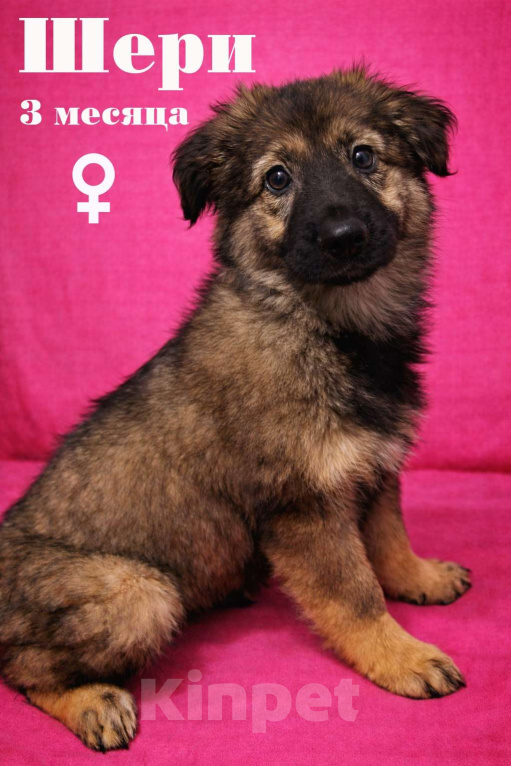 Собаки в Москве: Щенок девочка Шери в поисках дома Девочка, Бесплатно - фото 2