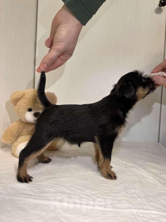 Собаки в Москве: Девочка бельгийский гриффон Девочка, 80 руб. - фото 3