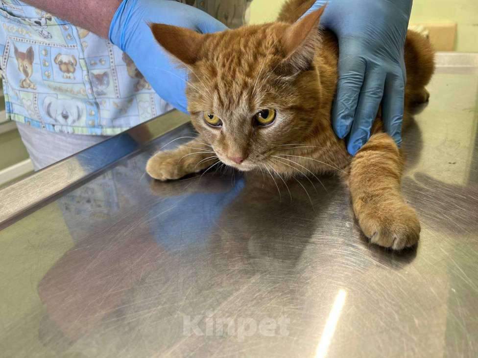 Кошки в Москве: Рыжик в подъезде Мальчик, 999 руб. - фото 2