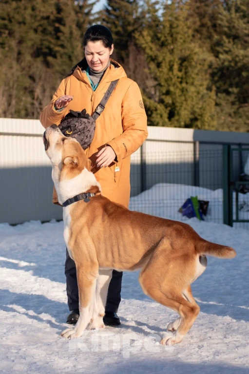 Собаки в других городах Московской области: алабай сармат в добрые руки Мальчик, Бесплатно - фото 3