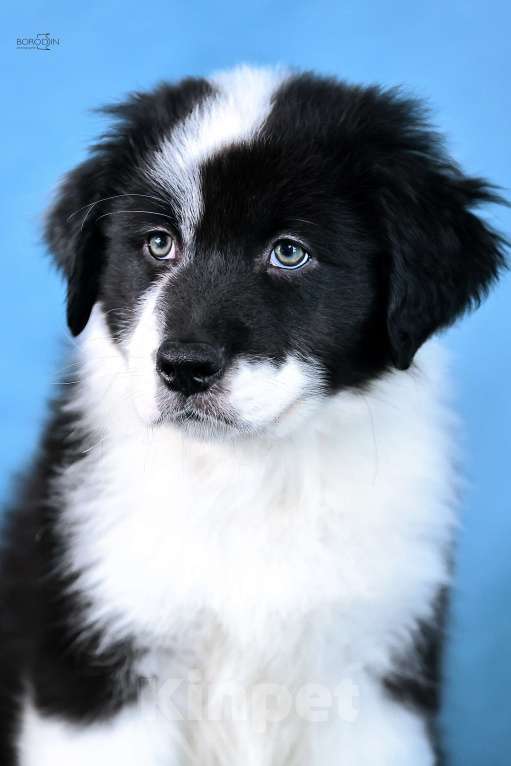 Собаки в других городах Новосибирской области: Щенки австралийской овчарки Мальчик, Бесплатно - фото 4