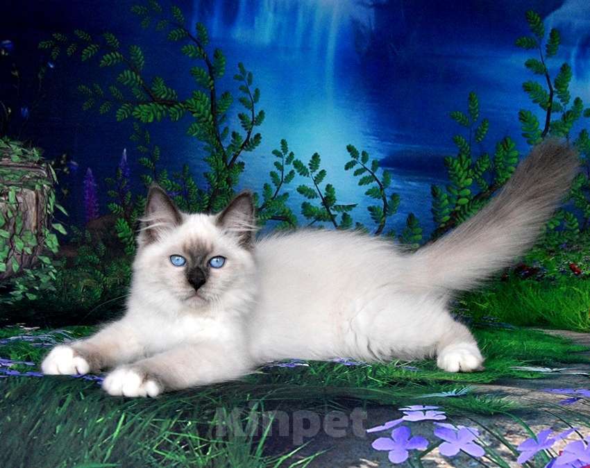 Кошки в Москве: Красотка Искра Девочка, Бесплатно - фото 6