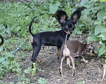Собаки в Отрадном: Мальчик красавчик тойчик (питомник) Мальчик, Бесплатно - фото 1