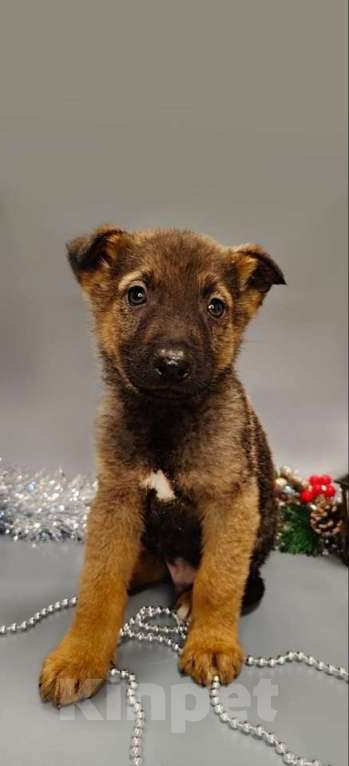 Собаки в Москве: 7 очаровательных щенят в дар Мальчик, 1 руб. - фото 10