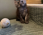 Кошки в Рыбном: Котята Мейн -кунята  Мальчик, 15 000 руб. - фото 2
