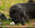 Собаки в Сланце: Метис хаски, Бесплатно - фото 2