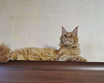 Кошки в Моздоке: Кошечка Мейн Кун, 25 000 руб. - фото 1
