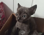 Кошки в Стерлитамаке: Сфинкс, брошенный Мальчик, Бесплатно - фото 2