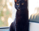 Кошки в Москве: Черный золотоглазый котенок Буся в дар Девочка, Бесплатно - фото 3