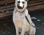 Собаки в Москве: Арчи - крупный пес для семьи в добрые руки Мальчик, 50 руб. - фото 2
