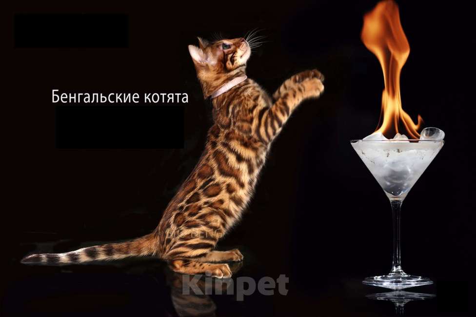 Кошки в Санкт-Петербурге: Бенгальская девочка  Пуговка BIG-BENG Девочка, 40 000 руб. - фото 3