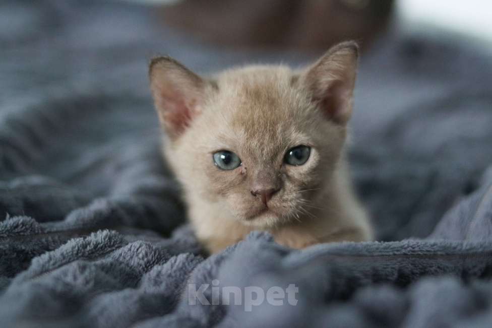 Кошки в Нижнем Новгороде: Бурманский мальчик шоколадного окраса Мальчик, 45 000 руб. - фото 4