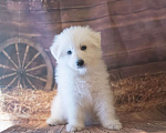 Собаки в Москве: Белая Швейцарская овчарка щенок Мальчик, 70 000 руб. - фото 1