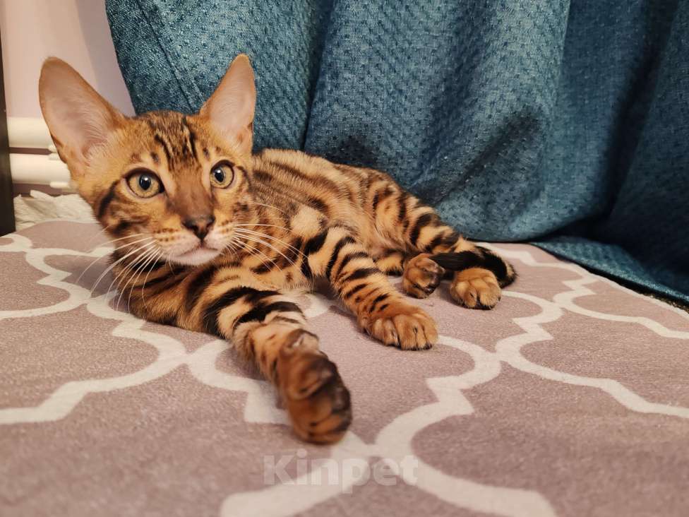 Кошки в Москве: Бенгальский котяткнок с родословной Мальчик, 45 000 руб. - фото 2