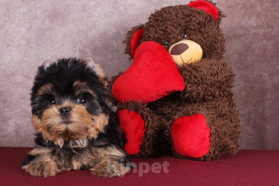 Собаки в Москве: Йоркширский терьер красивый курносик Федерико РКФ Мальчик, 50 000 руб. - фото 5