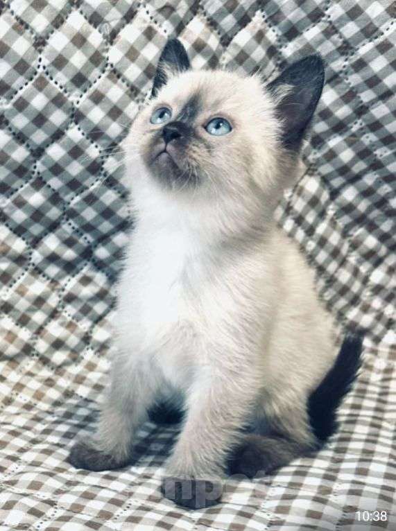 Кошки в Санкт-Петербурге: Котëнок Мальчик, Бесплатно - фото 1