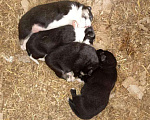 Собаки в Томске: Щенки в дар — 8 пушистых радостей 🐶 Бесплатно в добрые руки! Мальчик, Бесплатно - фото 9