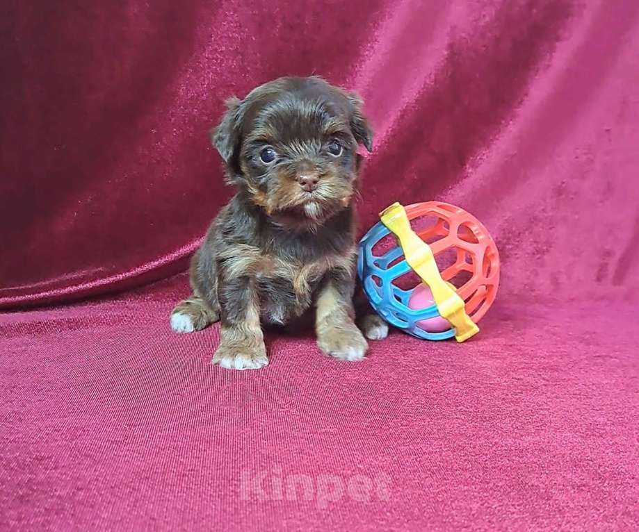 Собаки в Санкт-Петербурге: Шоколадный йорк девочка Девочка, 80 000 руб. - фото 3