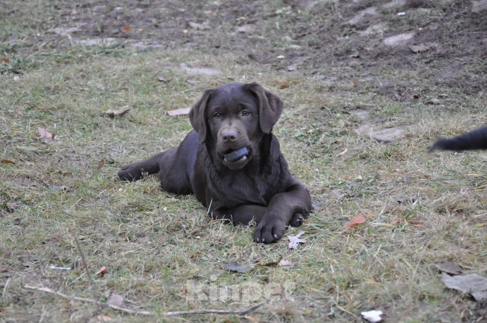 Собаки в Истре: Щенок лабрадора ретривера Девочка, 65 000 руб. - фото 4