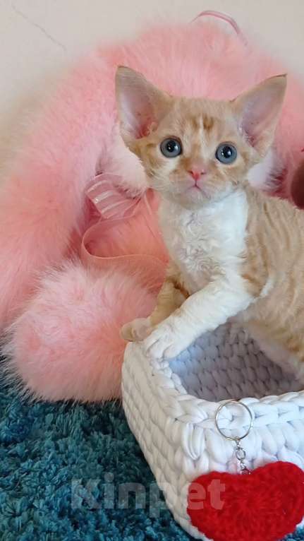 Кошки в Хабаровске: Девон рекс Мальчик, 100 000 руб. - фото 1