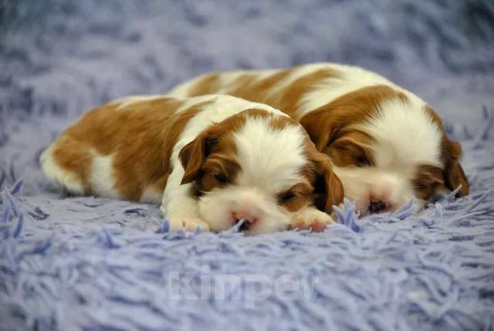 Собаки в Санкт-Петербурге: Щенки Кавалер Кинг Чарльз Спаниеля Мальчик, 95 000 руб. - фото 1