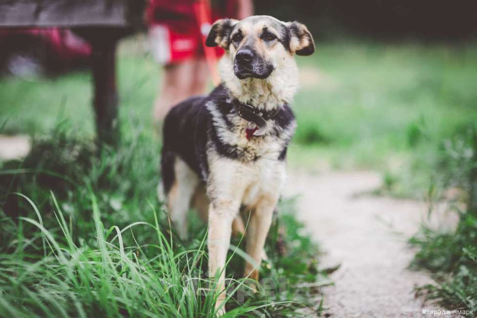Собаки в Москве: Джессика Девочка, Бесплатно - фото 3