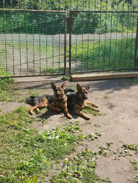 Собаки в других городах Ленинградской области: Руна Девочка, Бесплатно - фото 2