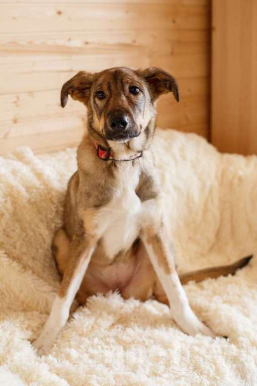 Собаки в Москве: Новогодний подарок Молли для Вас! Девочка, 1 руб. - фото 7