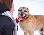Собаки в Москве: Лепс Мальчик, Бесплатно - фото 5