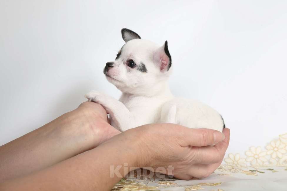 Собаки в Люберцах: продажа щенков чихухуа Девочка, 75 000 руб. - фото 3