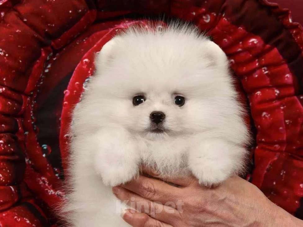 Собаки в Москве: Померанский мини шпиц Девочка, 50 000 руб. - фото 3