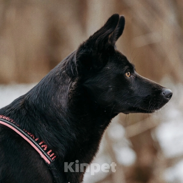 Собаки в Москве: Вупи ищет дом Девочка, Бесплатно - фото 4